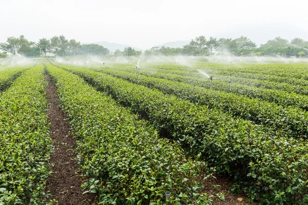 Grönt te växt med vattenförsörjning — Stockfoto