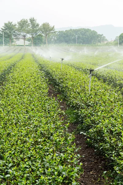 Planta de té verde con suministro de agua — Foto de Stock