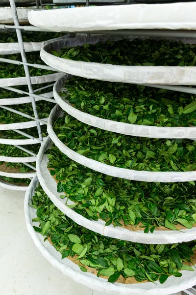 Procesamiento de la fermentación para té — Foto de Stock