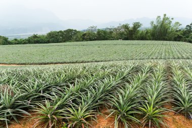 Ananas Meyve Taitung grupta