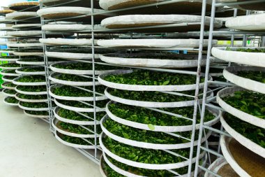 Fermantasyon çay işleme