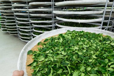 Fermantasyon çay işleme