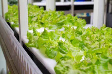 içinde Hydroponic sistemi ekili bitkiler