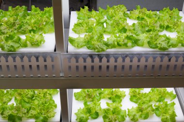 içinde Hydroponic sistemi ekili bitkiler