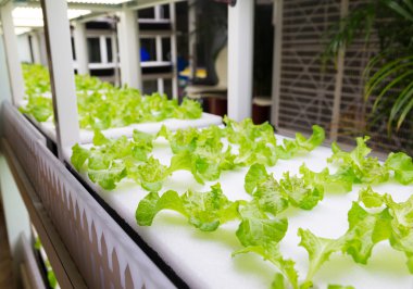 içinde Hydroponic sistemi ekili bitkiler