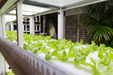 içinde Hydroponic sistemi ekili bitkiler