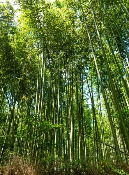 Groene, weelderige bamboebos — Stockfoto
