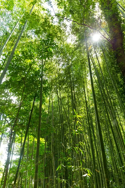 Verde lussureggiante foresta di bambù — Foto Stock