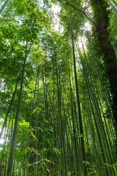 Les zelené svěží bambus — Stock fotografie