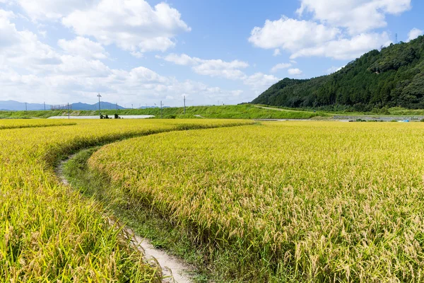 Gouden rijst Sawa — Stockfoto