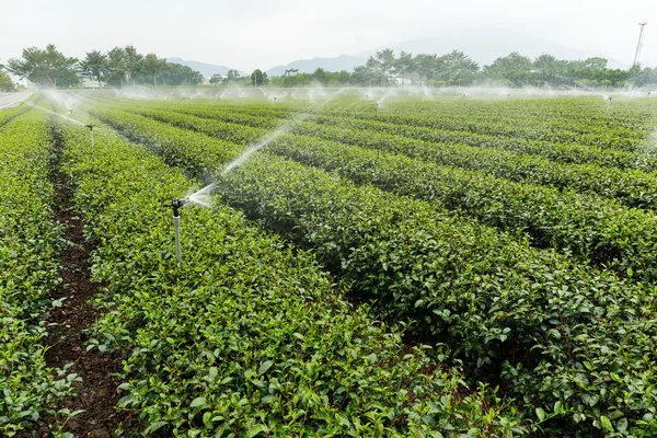 Planta de té verde con suministro de agua —  Fotos de Stock