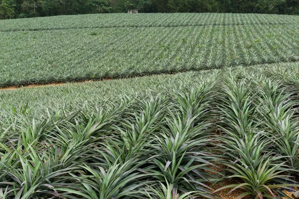 Allevamento di ananas a TaiTung — Foto Stock