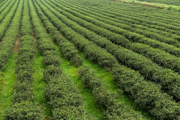 新鮮な緑茶のプランテーション — ストック写真