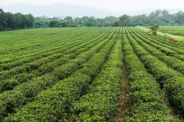 Plantação de chá verde fresco — Fotografia de Stock