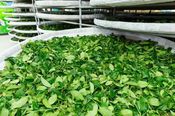 Procesamiento de la fermentación para té — Foto de Stock