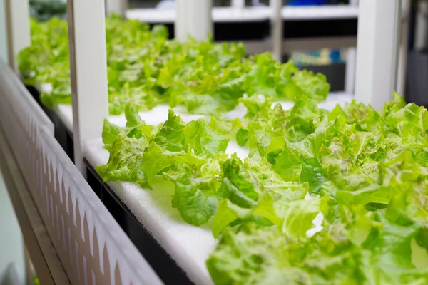 Plants cultivated in hydroponic system — Stock Photo, Image