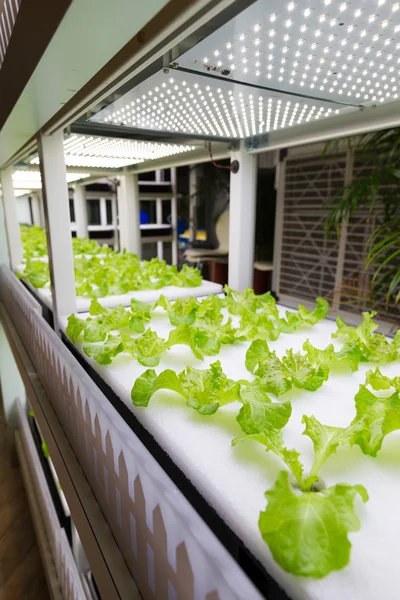 Plants cultivated in hydroponic system — Stock Photo, Image