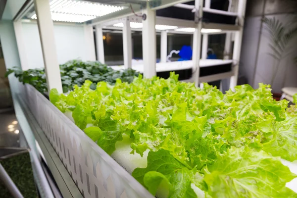 Içinde Hydroponic sistemi ekili bitkiler — Stok fotoğraf