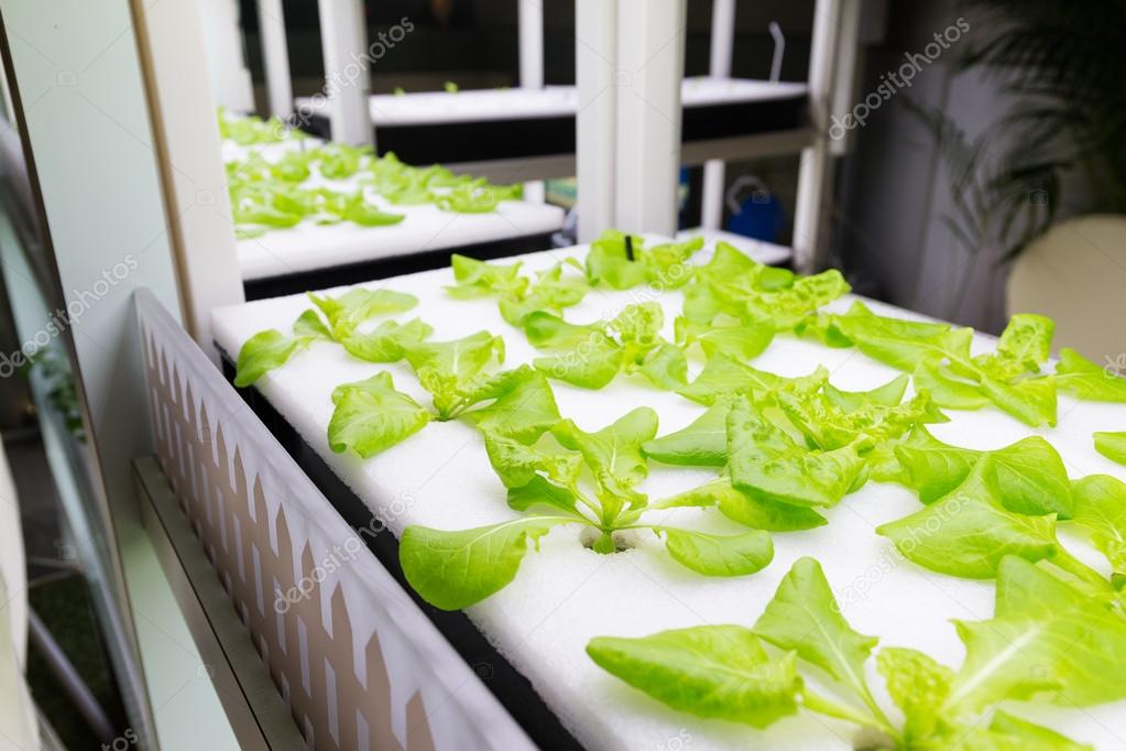 plants cultivated in hydroponic system