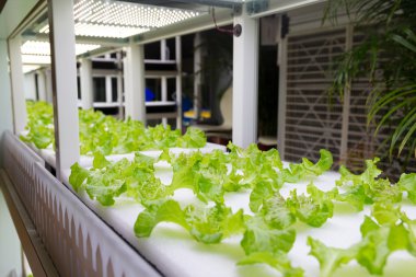 Hydroponic sebze ekimi sistemi