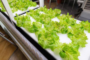 hydroponic sebze bir bahçe dikti
