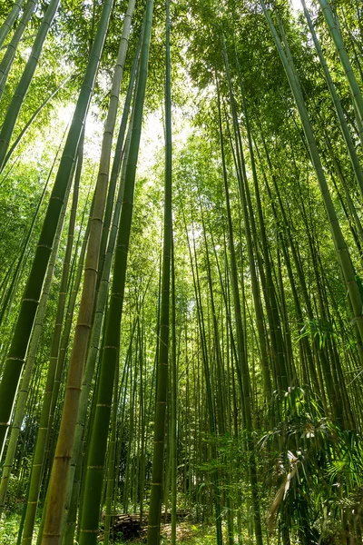Svěží bambusový les — Stock fotografie