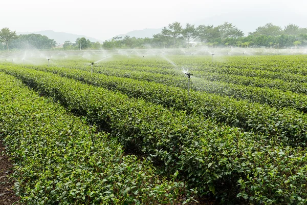 Grönt te växt med vattenförsörjning — Stockfoto