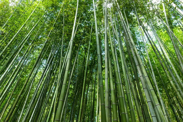 Frodig bambuskog — Stockfoto