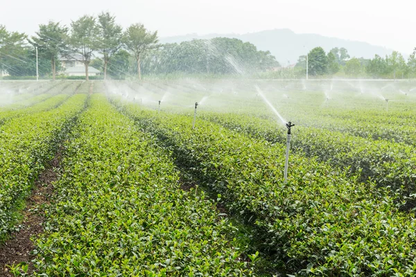 Planta de chá verde com abastecimento de água — Fotografia de Stock