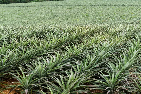 Finca de frutas de piñas en TaiTung — Foto de Stock