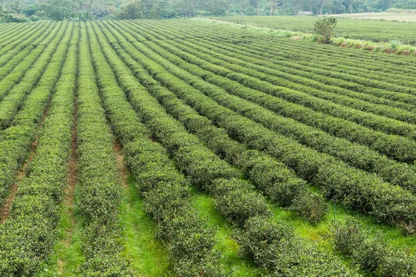 Čerstvý zelený čaj plantáž — Stock fotografie