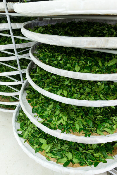 Processing of fermentation for tea