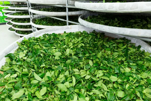 Przetwarzanie z fermentacji do herbaty — Zdjęcie stockowe