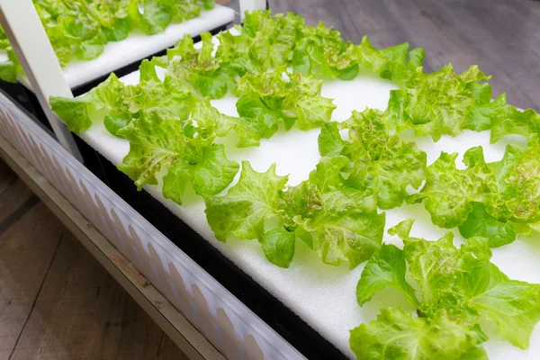 Organik hydroponic sebze Bahçe tarım 