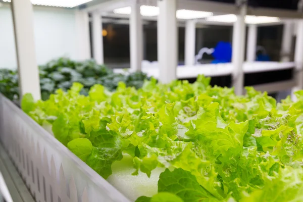 Hydroponic plantation system — Stock Photo, Image