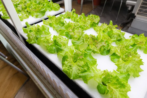 Hydroponic vegetable is planted in a garden — Stock Photo, Image