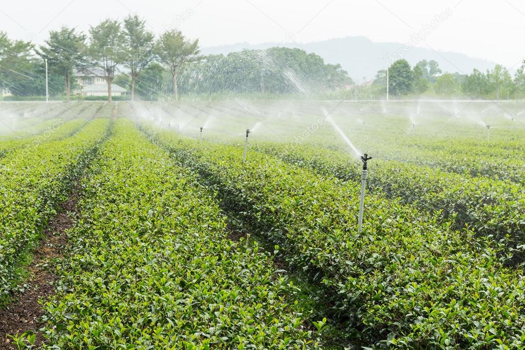 Green tea plant with water supply