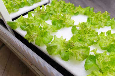 içinde Hydroponic sistemi ekili bitkiler