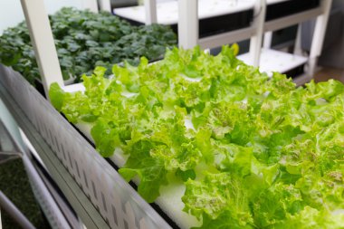 içinde Hydroponic sistemi ekili bitkiler