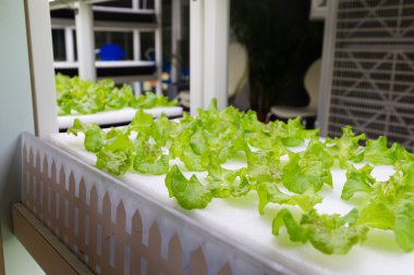 içinde Hydroponic sistemi ekili bitkiler