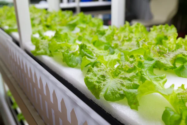 Plants cultivated in hydroponic system — Stock Photo, Image