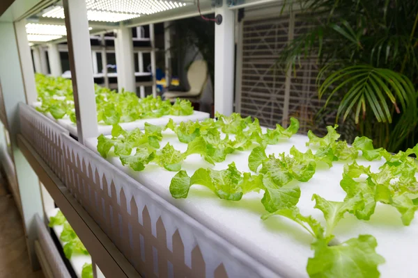 養液栽培システムで栽培されている植物 — ストック写真