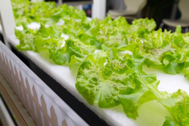 Hydroponics sistemi kapalı, dikim