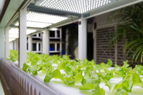 室内で水耕栽培システムを植える — ストック写真