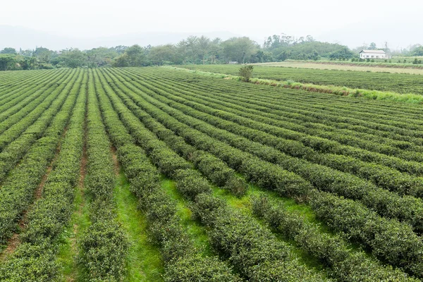 Frische grüne Teeplantage — Stockfoto