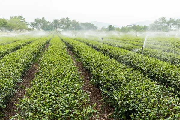 Impianto di tè verde con approvvigionamento idrico — Foto Stock