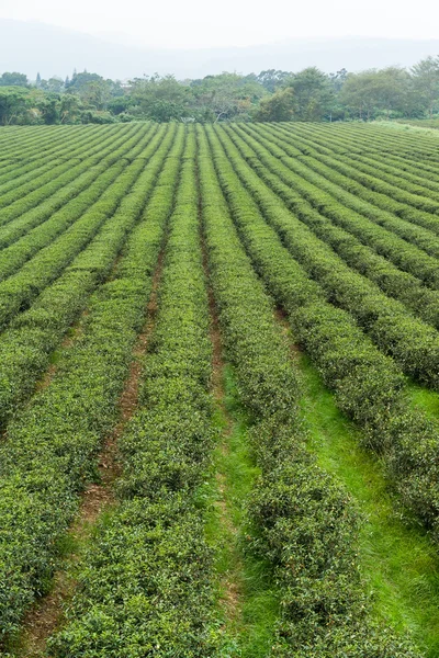 Čerstvý zelený čaj plantáž — Stock fotografie