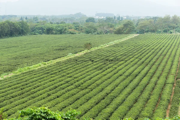 Плантация свежего зеленого чая — стоковое фото