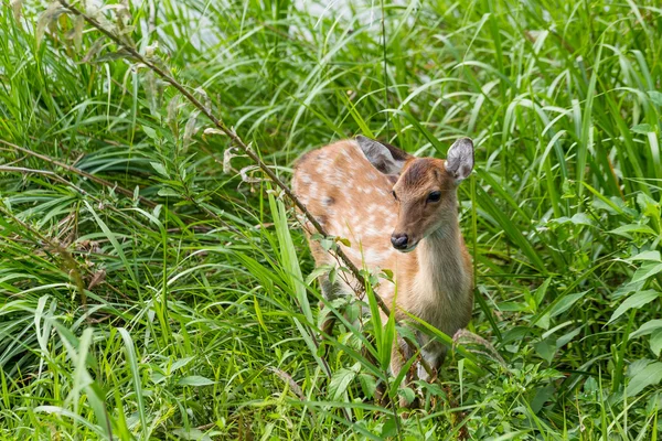 Cervo fawn de pé na grama alta — Fotografia de Stock