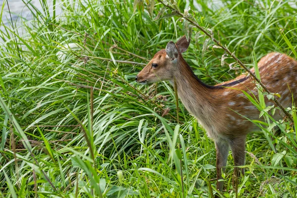 Herten, fawn staande in hoog gras — Stockfoto